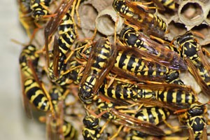 Bees, Hornets, and Wasps - Prairie Pest Control